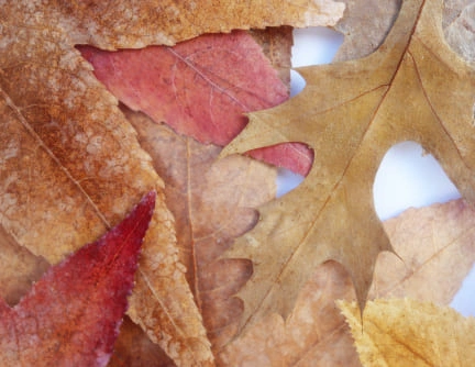Tableau 25cm résine epoxy inclusion feuilles d'arbre naturelles cadre en chêne